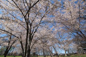 Top Spring Events in New Jersey | Clinton Honda