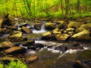 New Jersey State Parks | Clinton Honda